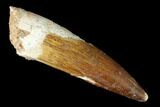 Real Spinosaurus Tooth - Beautiful Enamel #144972-1